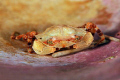   Lesser swimming crab Polybius pusillus. Yes spine sea urchin underneath it. looks quite grumpy so might be kept defensive weapon Nikon D300 Nexus housing twin Inon Z240 strobes. pusillus it ;-) ;) Z-240 240 strobes  